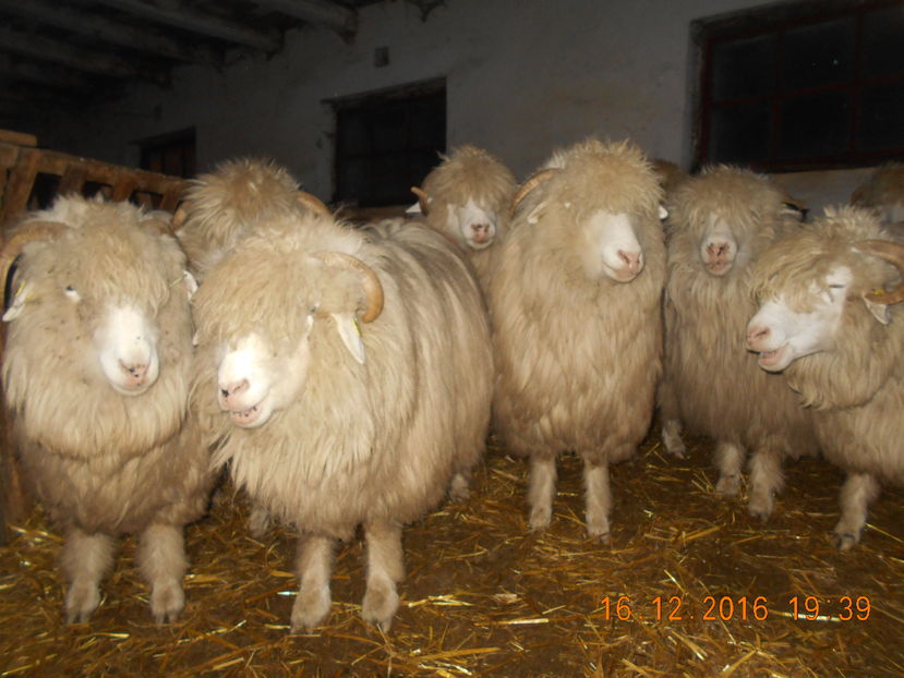 Picture 135 - Balele 2016-2017