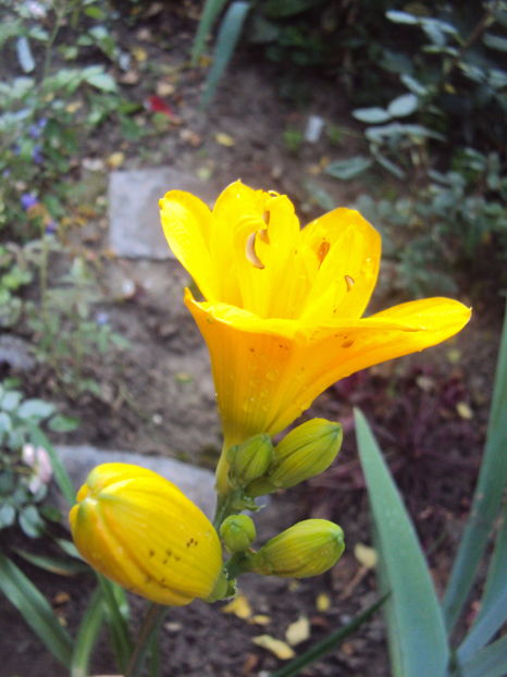Little Carnation - 2016 Hemerocallis