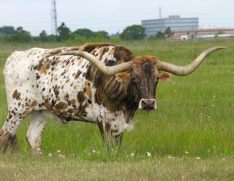 longhorn_beef_cattle-14189F34D8958AB8E4D
