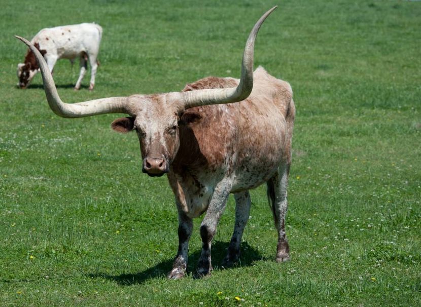 longhorn-1