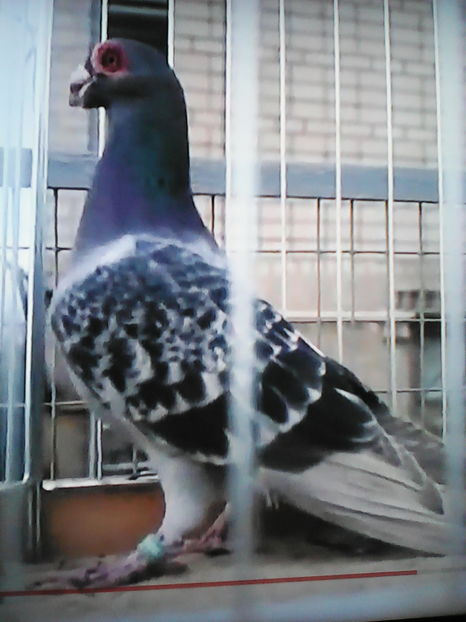 Mihailec Pavel -Ucraina