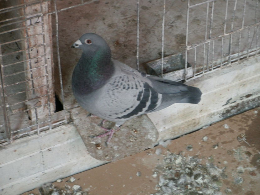 APDC3762 - 17-12-2016 Pregatire pentru Tratament