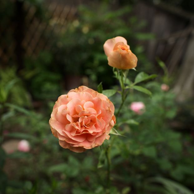 Bengali; 2009 - medalii de aur la expoziții în Belgia, Germania; premii la expoziții în Franța.
2010 G.- ADR Anerkannte Deutsche Rose, Medalia de aur RNRS (Royal National Society Rose - Marea Britanie)
