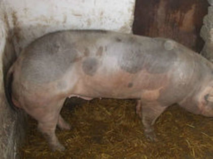  - PORCI