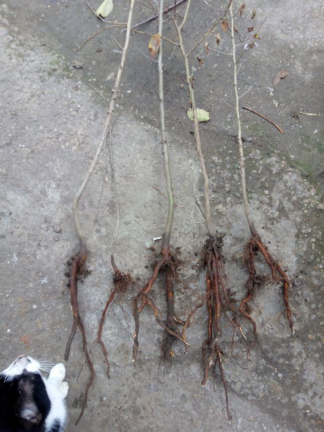 par la 2 ani , portaltoi