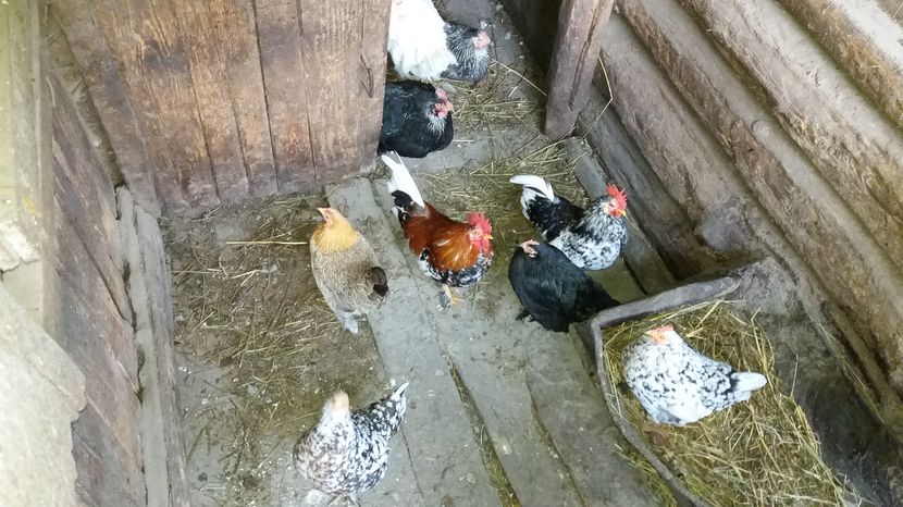  - Pitici si pasari  2016