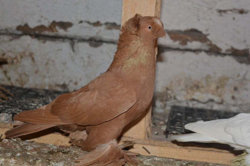 Mascul 2015 - Jucatori de Botosani Galbeni