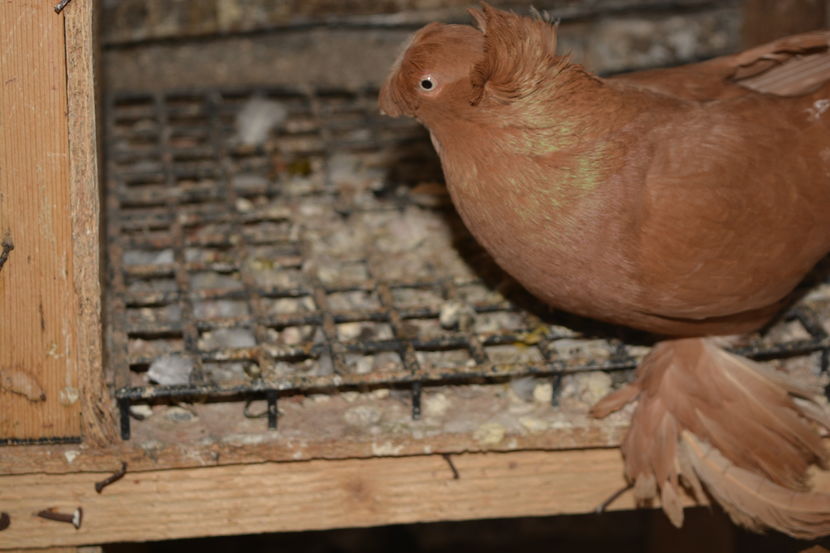 Mascul 2015 - Jucatori de Botosani Galbeni