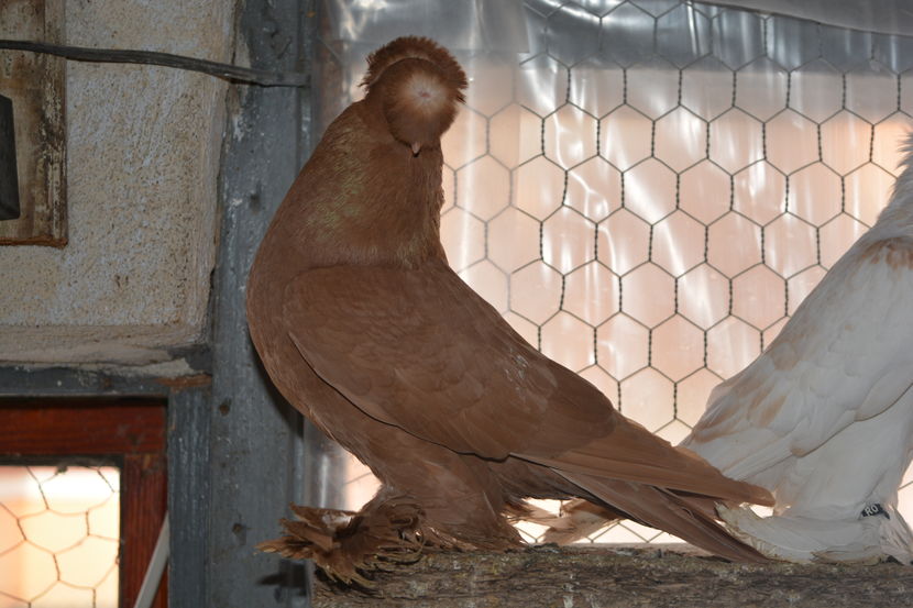 Mascul 2015 - Jucatori de Botosani Galbeni