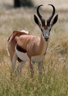 springbok-1