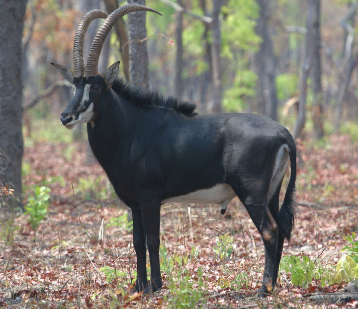 antilopa-gigantica-sable1 - Animale in lume