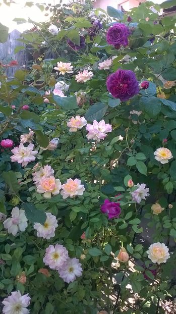 Alaturi de Souvenir d"Alphonse Lavalee