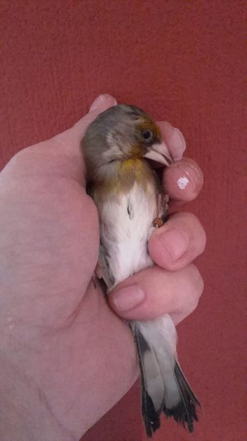 IMG-20161217-WA0004