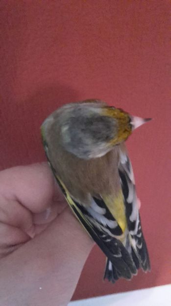 IMG-20161217-WA0005