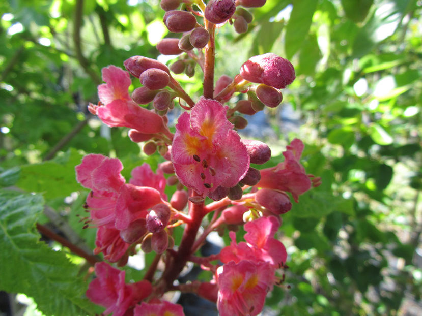 AESCULUS-CARNEA-BRIOTII; Castan cu flori rosii
Adrian Anglia
