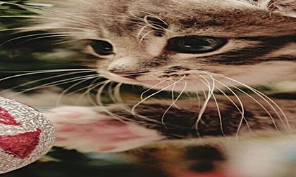 DΛY 34 - 18 DΣᄃΣMBΣЯ 2016