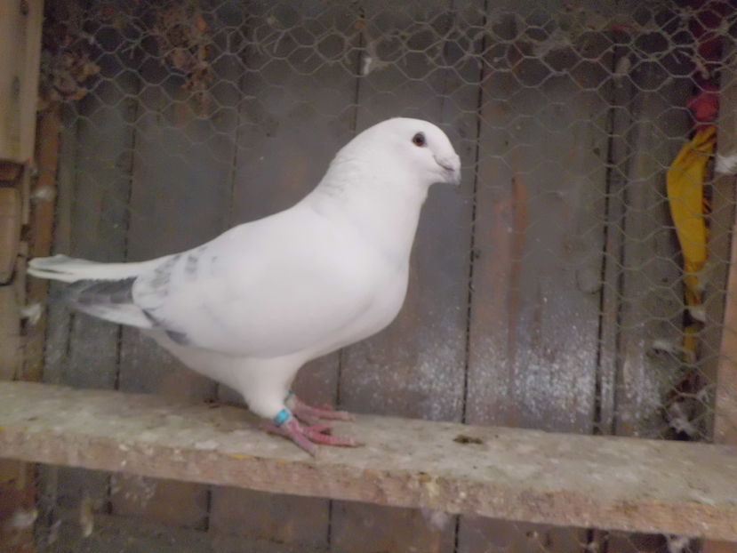 CIMG5168--  VANDUT; MASCUL -  2016
