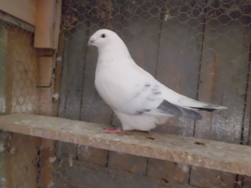 CIMG5170-  MASCUL-  2016