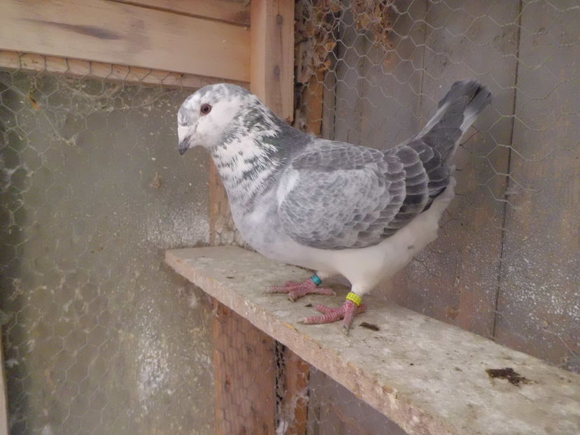 CIMG5091-FATA-  2016-  VANDUTA; FATA-   2016
