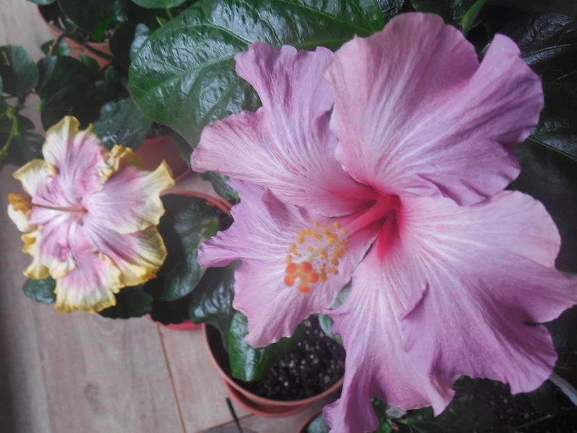  - 02Hibiscus
