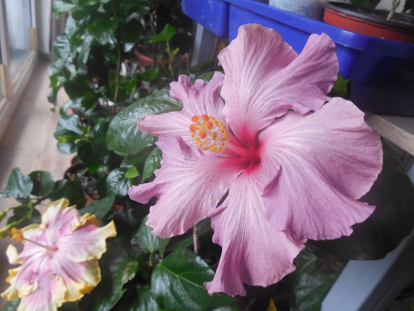  - 02Hibiscus