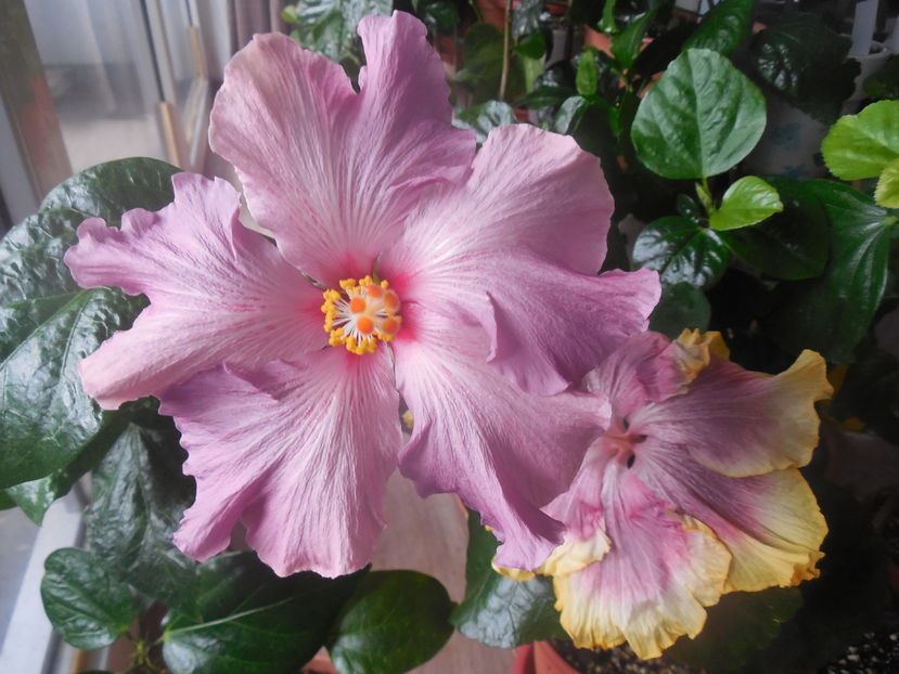  - 02Hibiscus