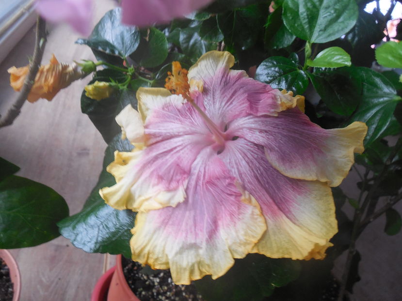  - 02Hibiscus