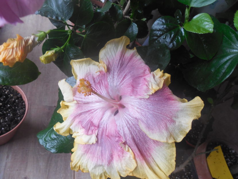  - 02Hibiscus
