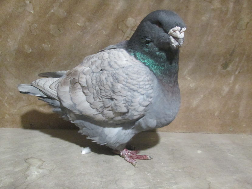 M 2012 - PORUMBEI VANDUTI