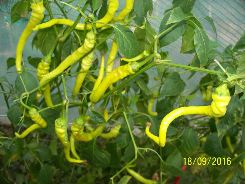 ARDEI BULGARESTI (6)