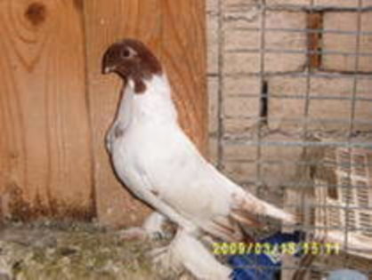 17531326_YRPFSUMQY
