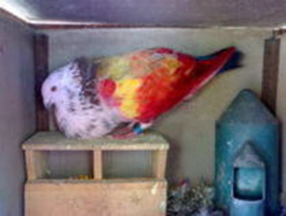 17531437_AMQLDFWEK