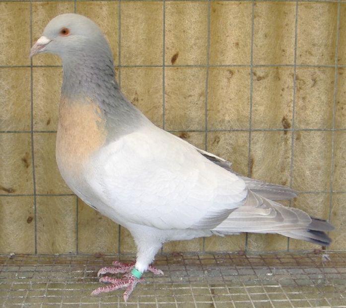 allodoladicoburgo