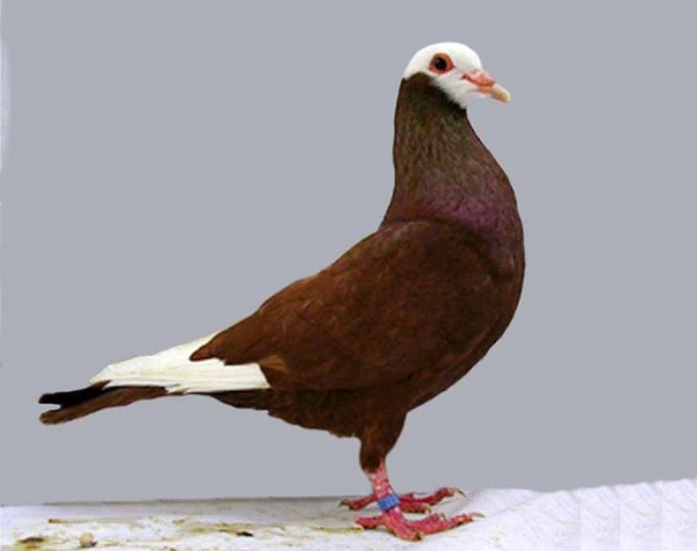 gier1