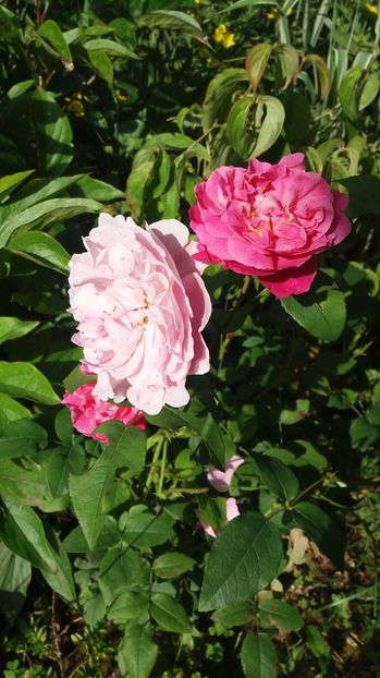  - Cottage rose