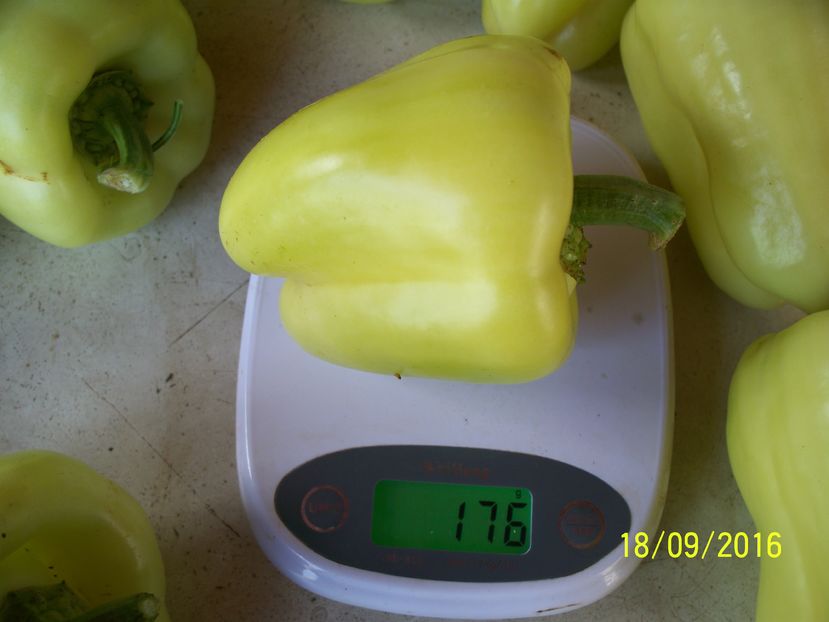 ARDEI BARBIE F1 (12) - ARDEI BARBIE F1