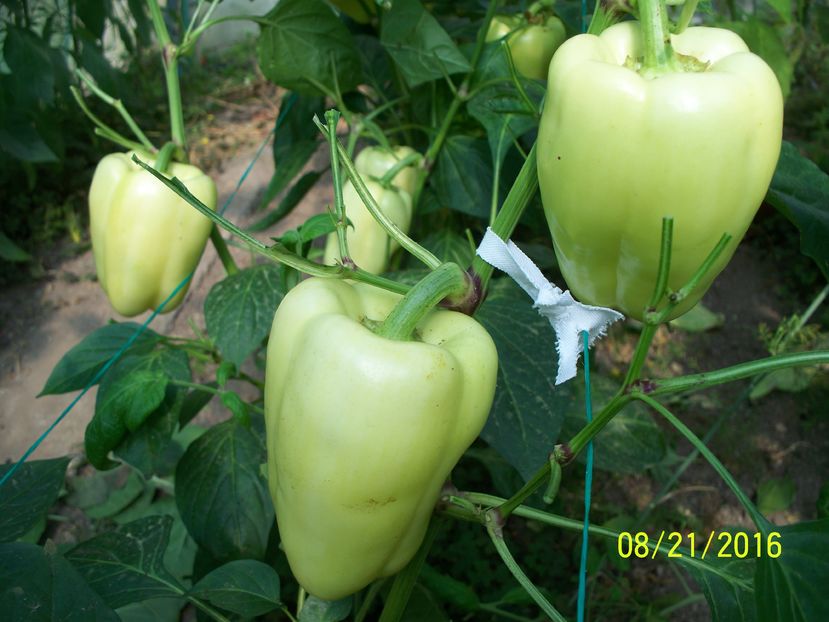 ARDEI BARBIE F1 (15)