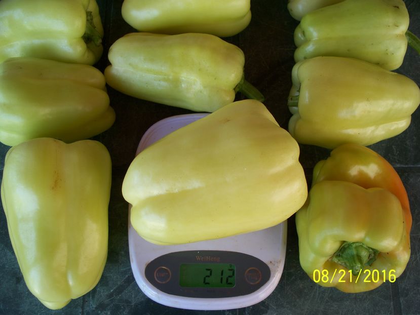 ARDEI BARBIE F1 (16)