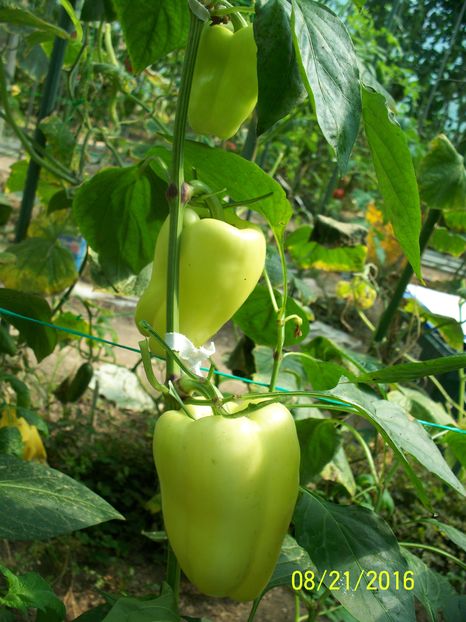 ARDEI BARBIE F1 (17)