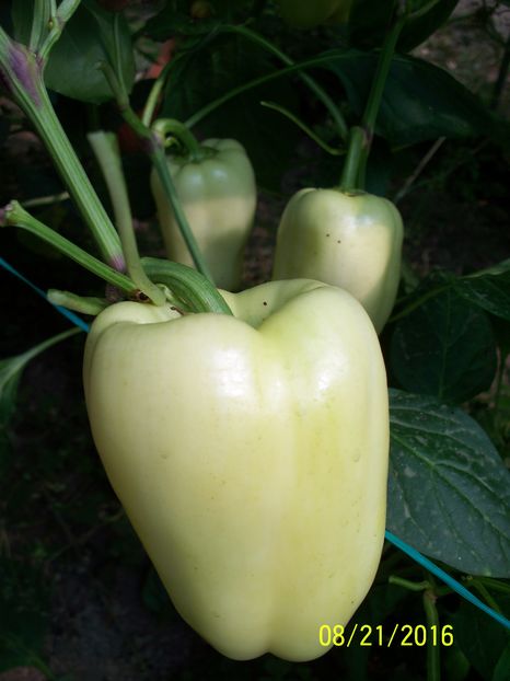 ARDEI BARBIE F1 (19)