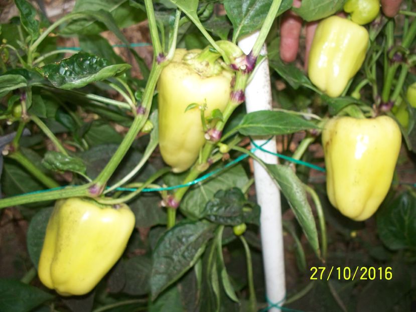 ARDEI BARBIE F1-27NOV (1)