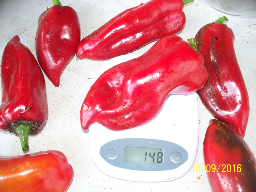 ARDEI KAPIA KAPTUR F1 (1)