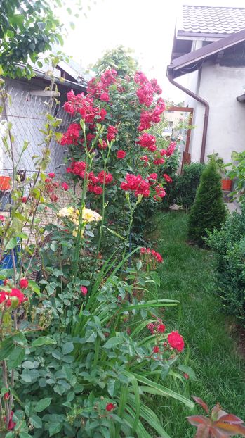  - Trandafirii din gradina magica