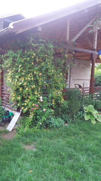  - Trandafirii din gradina magica