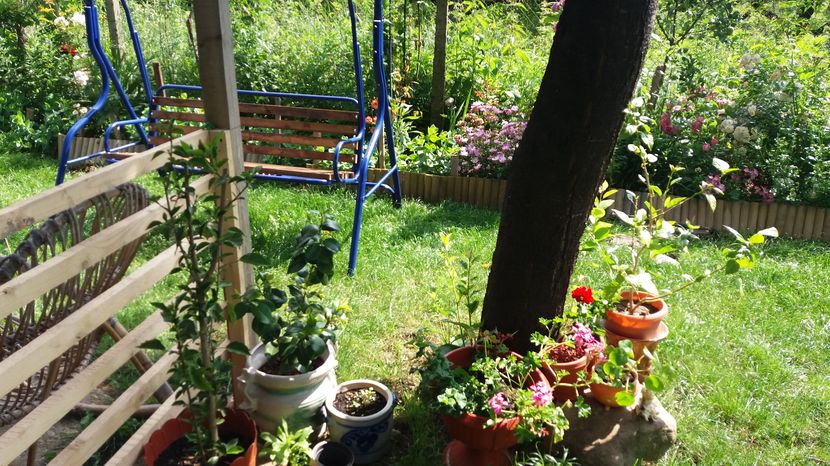  - Trandafirii din gradina magica