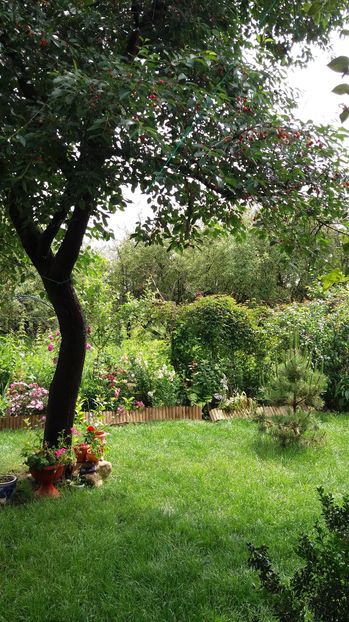  - Trandafirii din gradina magica