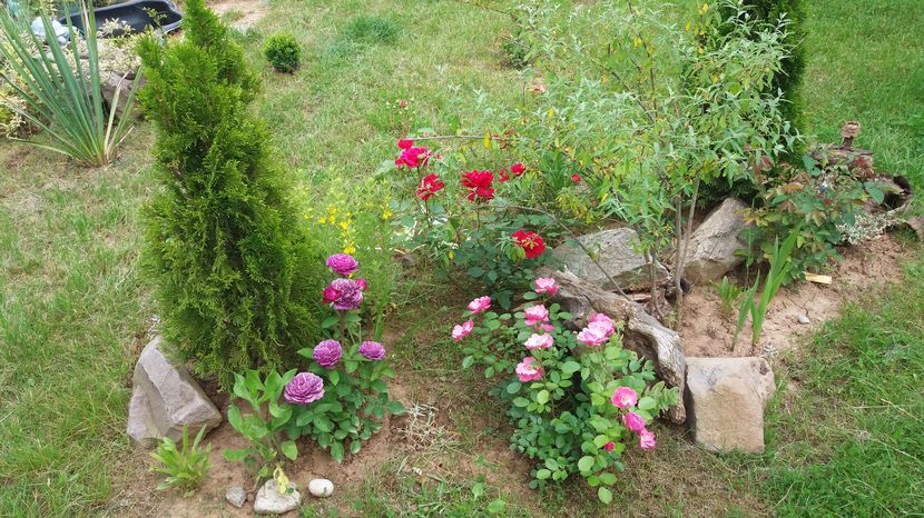  - Trandafirii din gradina magica