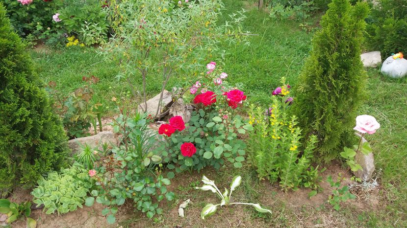  - Trandafirii din gradina magica