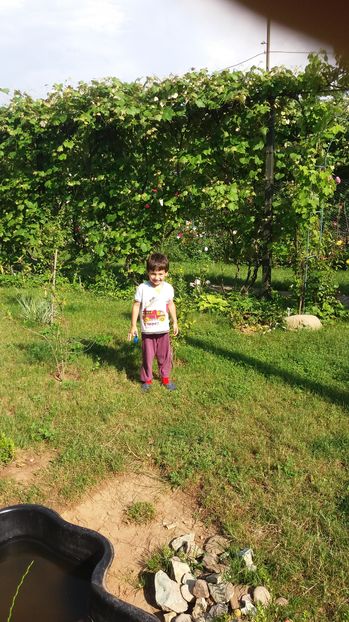  - Trandafirii din gradina magica