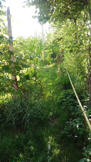  - Trandafirii din gradina magica